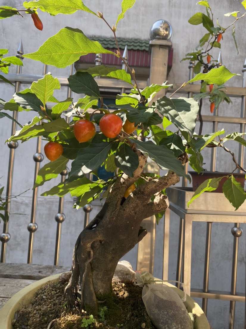 南京代果，血红老鸦柿