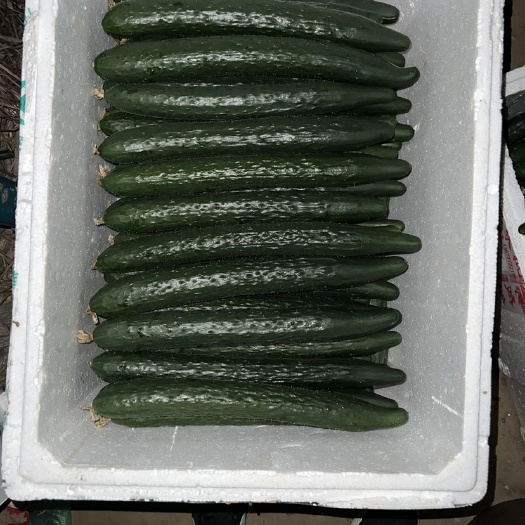 融水县优质黄瓜（油瓜）