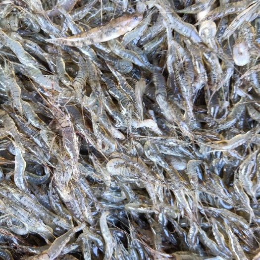潜江市白米虾。精品货。