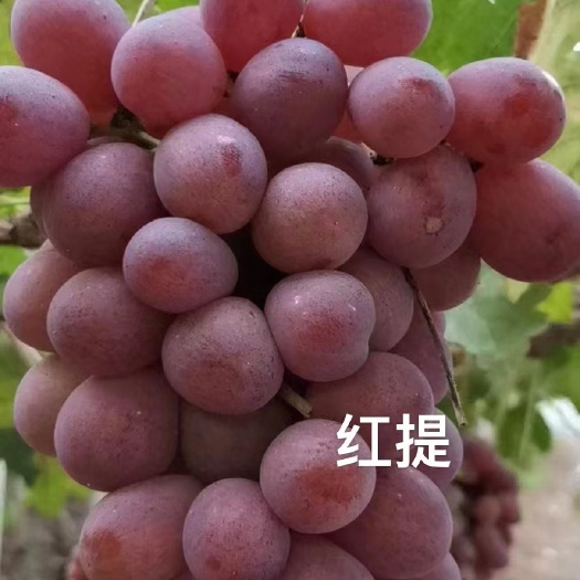 昌黎县自跟红提葡萄苗