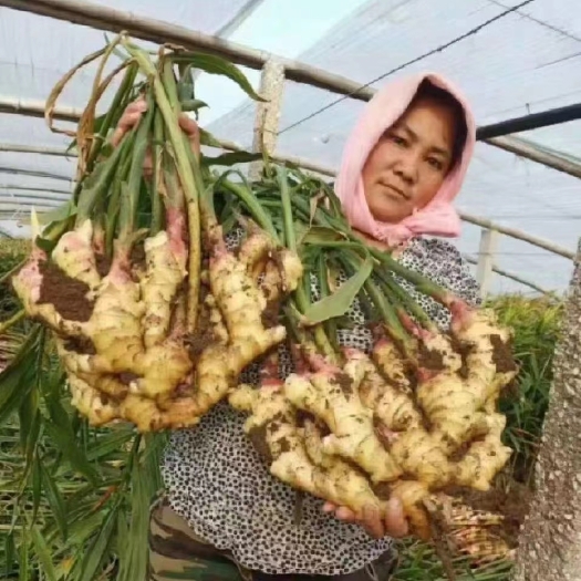 莒县鲜姜 红芽鲜姜 产地直销，一手货源 大量上市