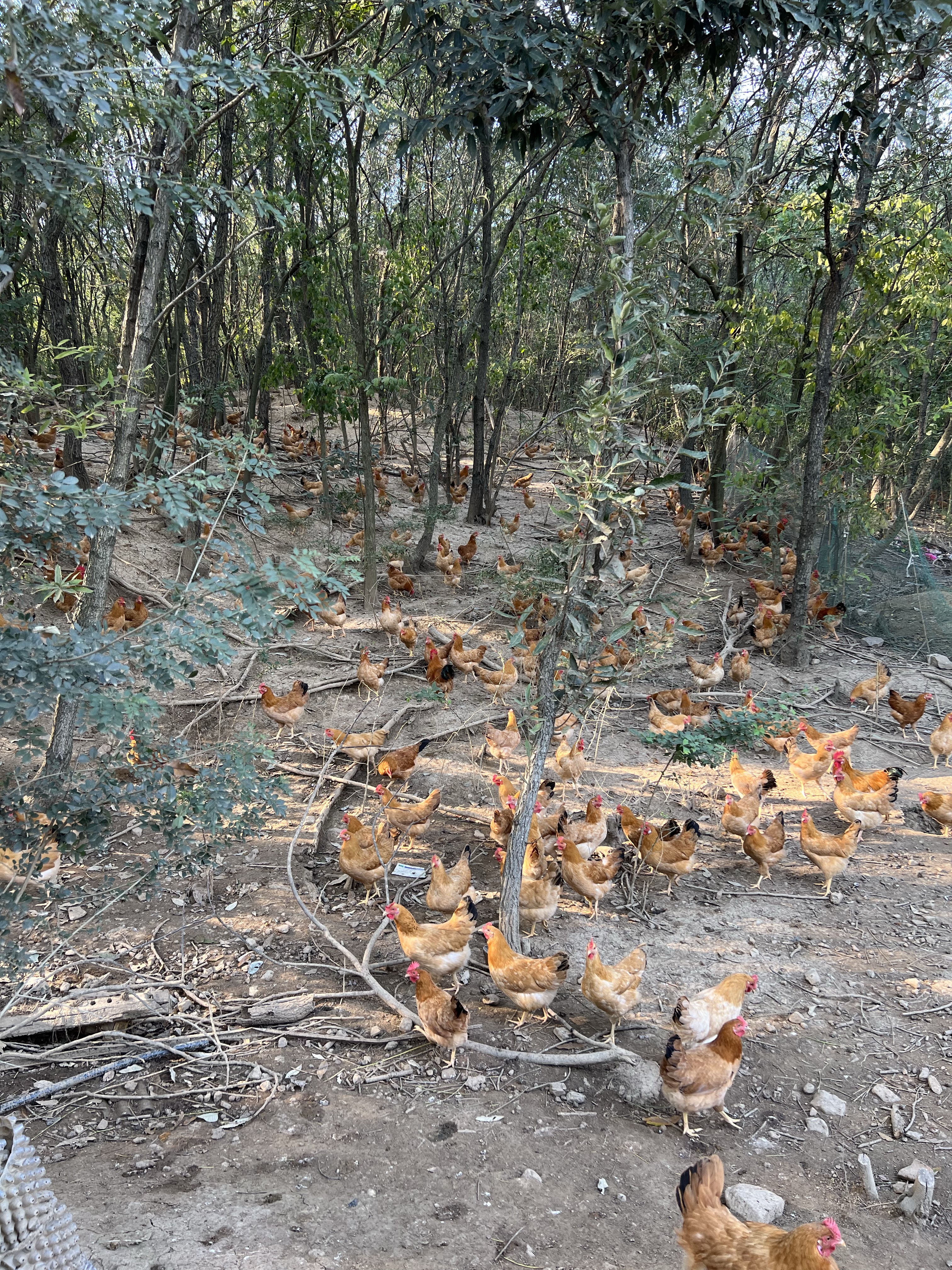 初生蛋/开窝蛋 京山林场散养土鸡蛋 跑山鸡蛋 山林散养发全国