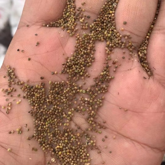 绥滨县有通货有精选欢迎老板来采购