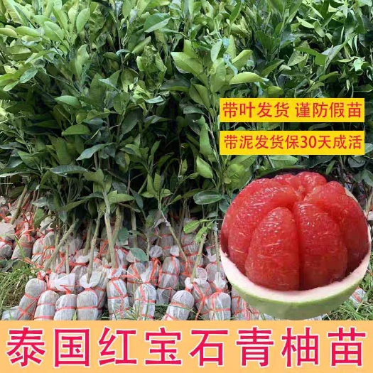 武汉泰国红宝石青柚苗纯种嫁接特大广西沙田柚子树树苗三红心肉蜜柚苗