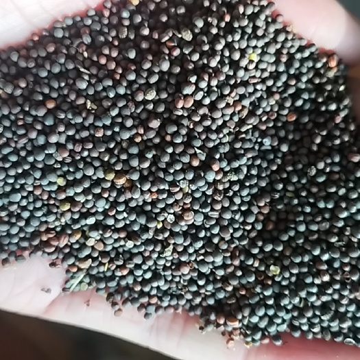 门源县油菜籽
