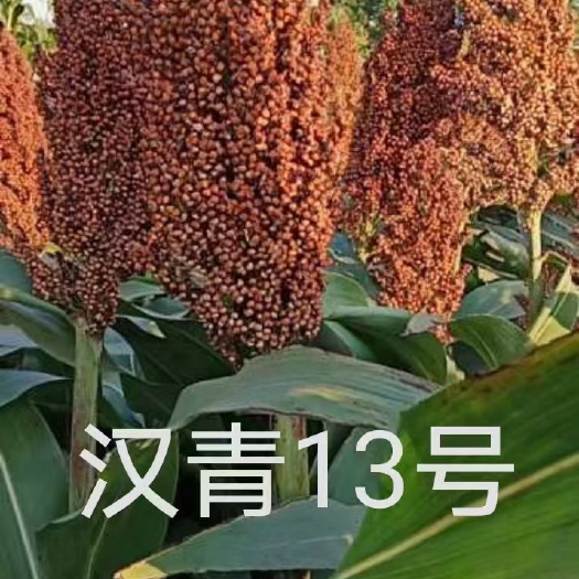 青县杂交高粱：汉青13号