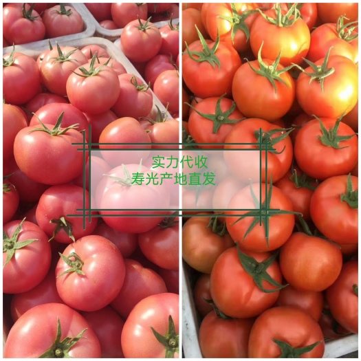 寿光市寿光产地硬粉西红柿 大红西红柿 供应超市 档口 电商 食堂