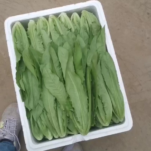 邯郸油麦菜