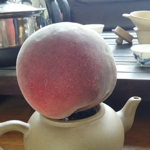 秋彤桃树苗 晚熟冬桃大个口感甜，国庆节上市桃树