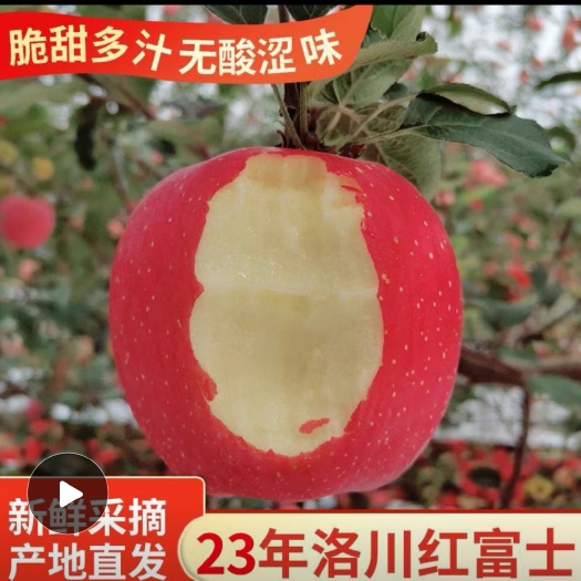 洛川县【一件代发】2024陕西洛川红富士苹果洛川现摘现发，产地直发