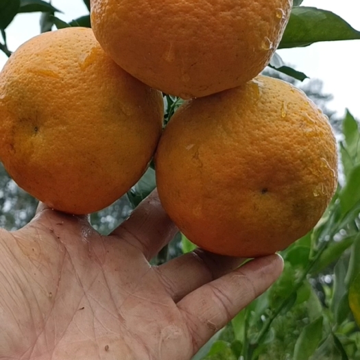 重庆市耙耙柑春见