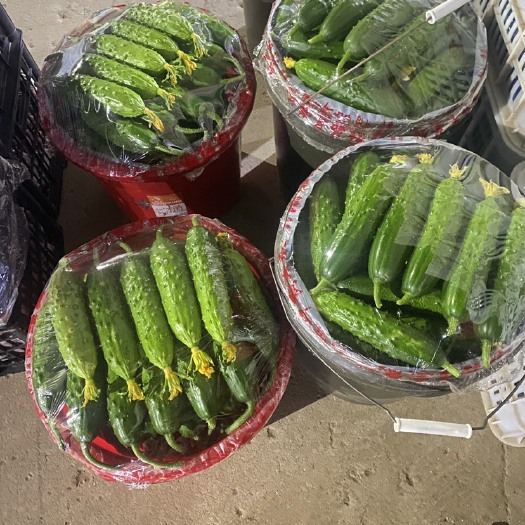 绥中县精品旱黄瓜批发，价格实惠，现摘现发，保质保量