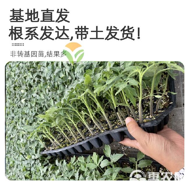 黄色樱桃番茄种苗籽四季播水果西红柿种菜苗秧苗露天大棚保护地种