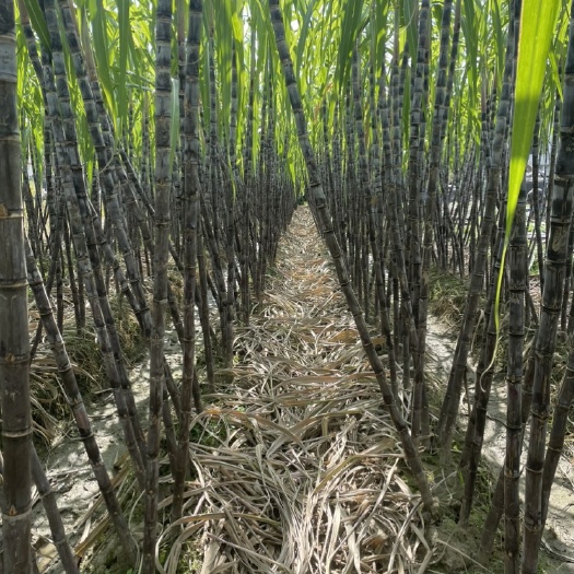 精品黑皮甘蔗大量上市，欢迎老板前来实地考察选购。
