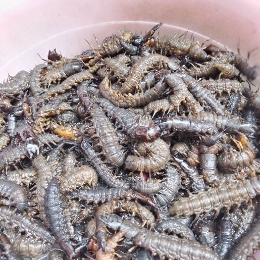 贵定县可以做药材，美食等等