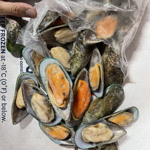 上海新西兰泰利青口贝M号