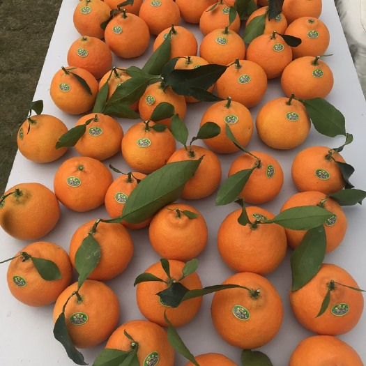 象山县象山红美人柑橘