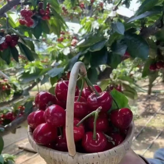 大樱桃树苗车厘子苗美早樱桃嫁接苗基地直发纯度保证成活率高