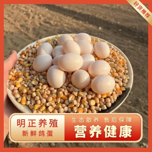 莘县新鲜鸽子蛋 生态散养 营养健康。种蛋