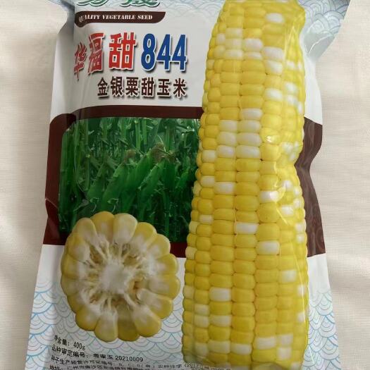 844双色甜玉米品种子，好品种，高品质，质量有保障，适