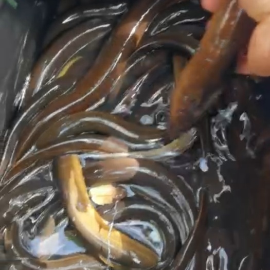保亭县黄鳝