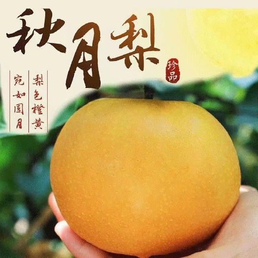 莱西市【出口级秋月梨】砀山秋月梨出口秋月梨水果脆甜薄皮
