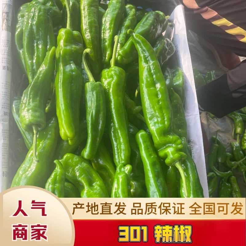 301辣椒大量现货供应 一手货源 实力商家 保证品质价格便宜