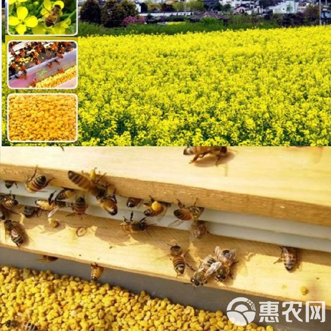 油菜花粉.2023年青海新花粉.纯度高.颗粒大.产品包邮