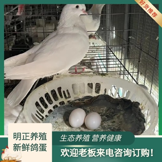 莘县新鲜鸽子蛋 生态散养 营养健康。