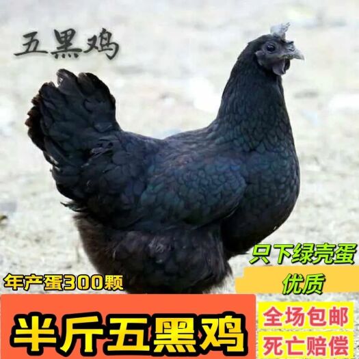 兰考县五黑鸡鸡苗脱温五黑一绿鸡半斤左右绿壳蛋鸡好养活