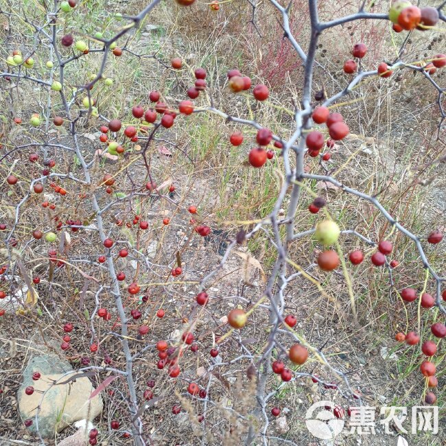 冀酸成品嫁接酸枣苗，当年栽种当年挂果，随要随起，现起现发。