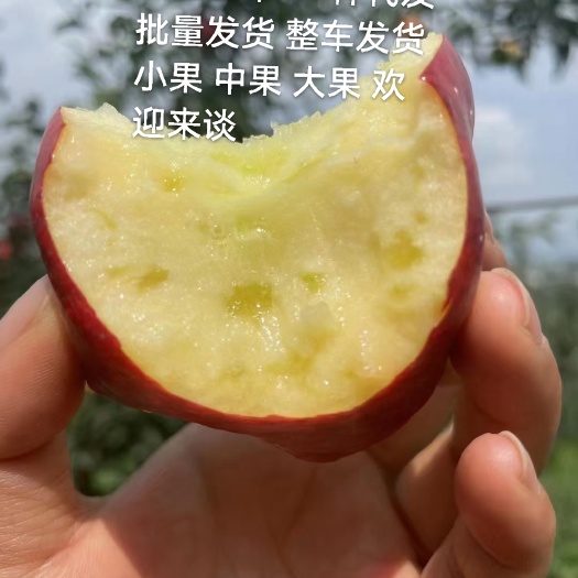 昭通红富士苹果 云南昭通糖心苹果