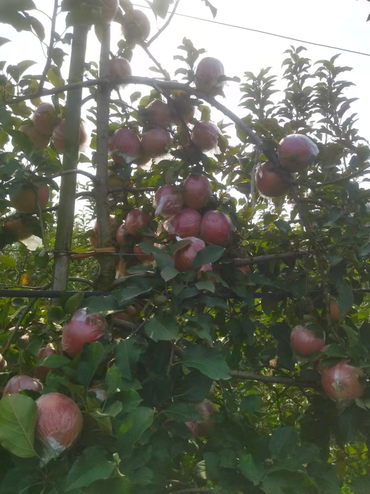 江苏省徐州市丰县大沙河红富士苹果