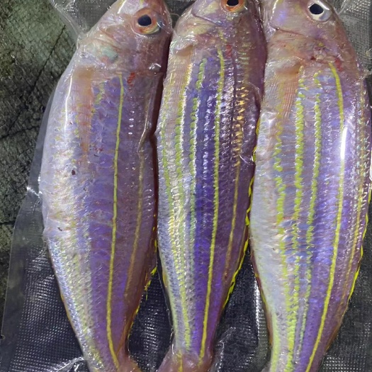 合浦县中大金线