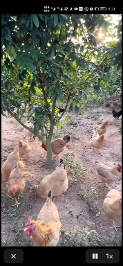 九江农村土鸡，存粮喂养，
