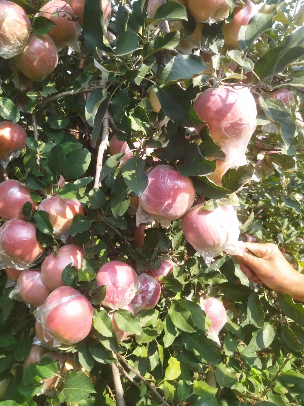 江苏省徐州市丰县大沙河红富士苹果