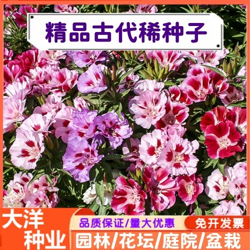 沭阳县古代稀种子四季种植易活易开花花坛庭院盆栽绿化花海景观种子