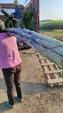 阳朔县黑皮甘蔗