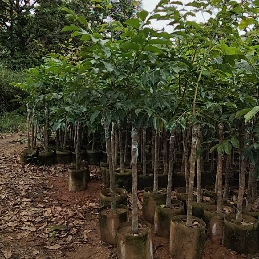 揭阳乌橄榄嫁接新苗（头径三至四公分的）