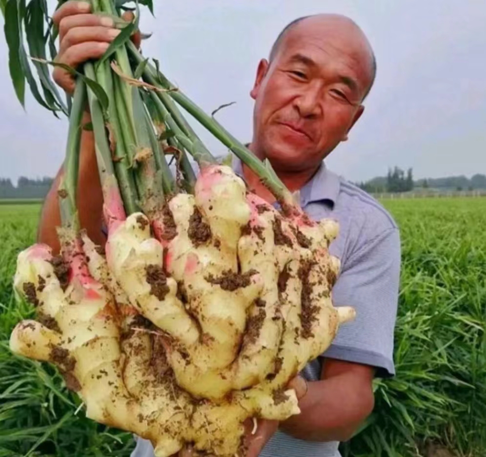 德州农户自种【大黄姜】产地直销【保证质量 货源充足】