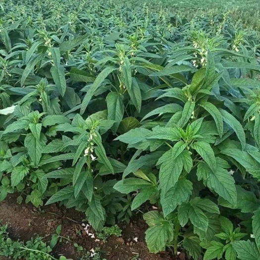 正阳县芝麻叶，新鲜，没有杆