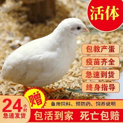 太和县活体芦丁小鸡宠物鸡卢丁鸡颜色变异德系鹌鹑观赏鸡活物下蛋鸡