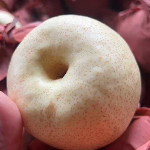 长沙产地自家果园精品砀山酥梨