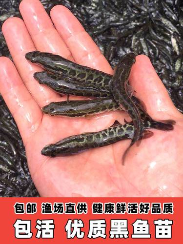 杂交黑鱼苗，优质生鱼乌鱼苗鳢鱼苗