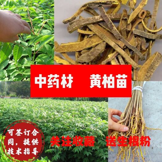 溆浦县厚皮黄柏树苗批发黄柏树苗厚皮川黄黄柏种子中中药材黄柏种籽