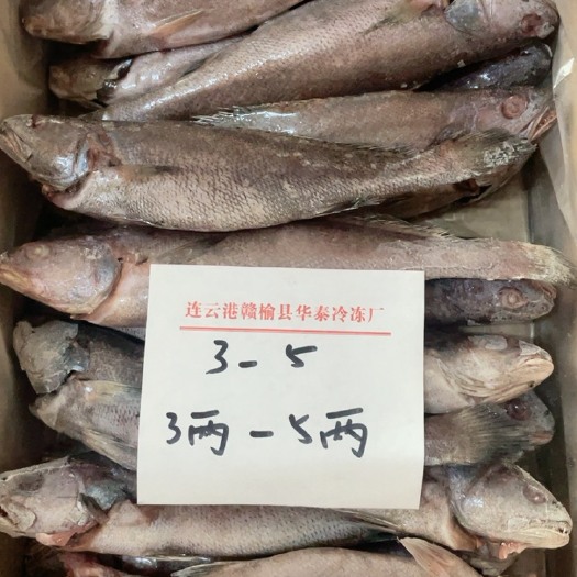 连云港鳘鱼灰米鱼