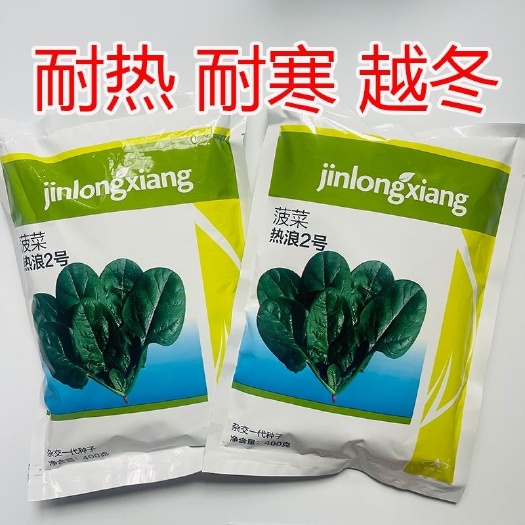 菠菜种子抗热耐寒热浪2号菠菜种产高春夏秋播种大棚基地用种