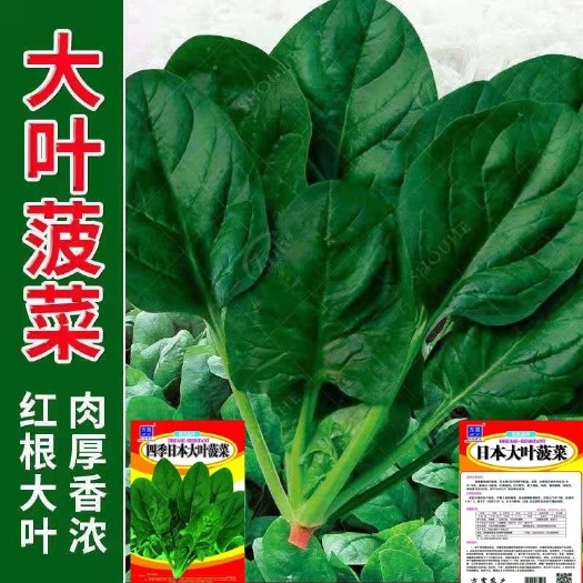 沭阳县菠菜种子四季青菜大叶家庭蔬菜种籽耐热园艺阳台盆栽种子