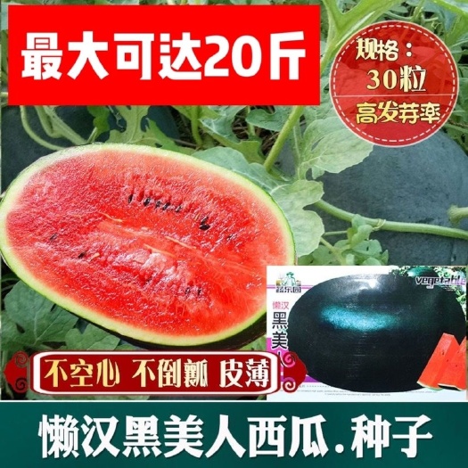 长沙黑美人西瓜种籽     四季特大巨型超甜大富农黑皮红瓤西瓜种
