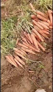 霸州市小顶胡萝卜，纯沙土地种植